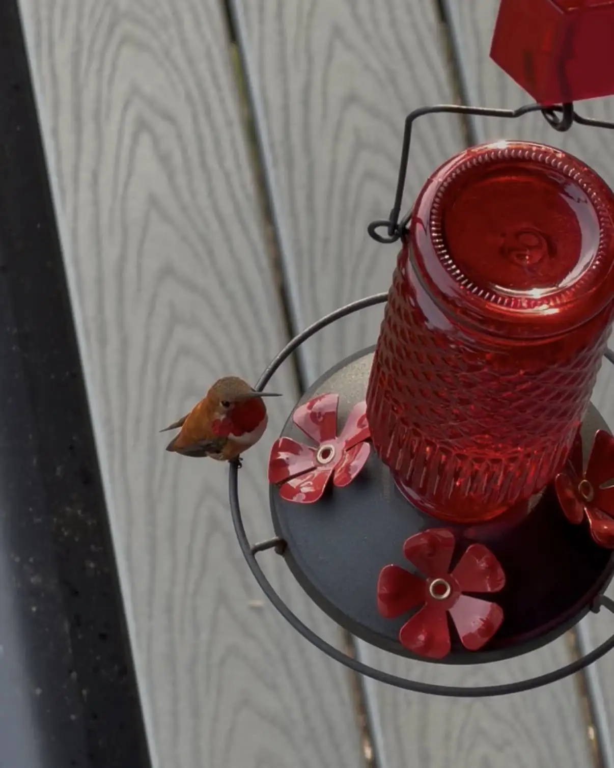 Rufous Hummingbird feeding at the River Ridge feeder