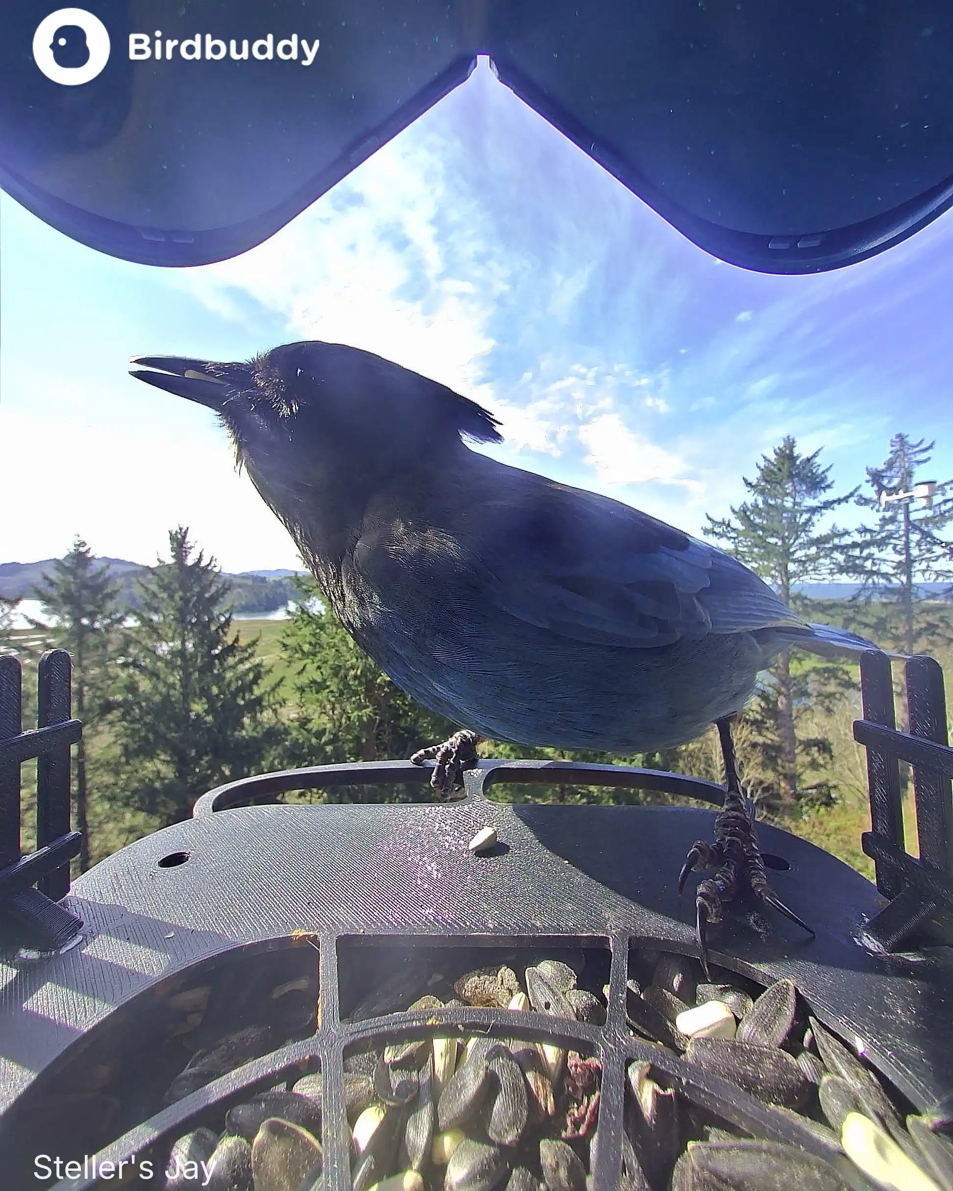 Stellar's Jay at the BirdBuddy