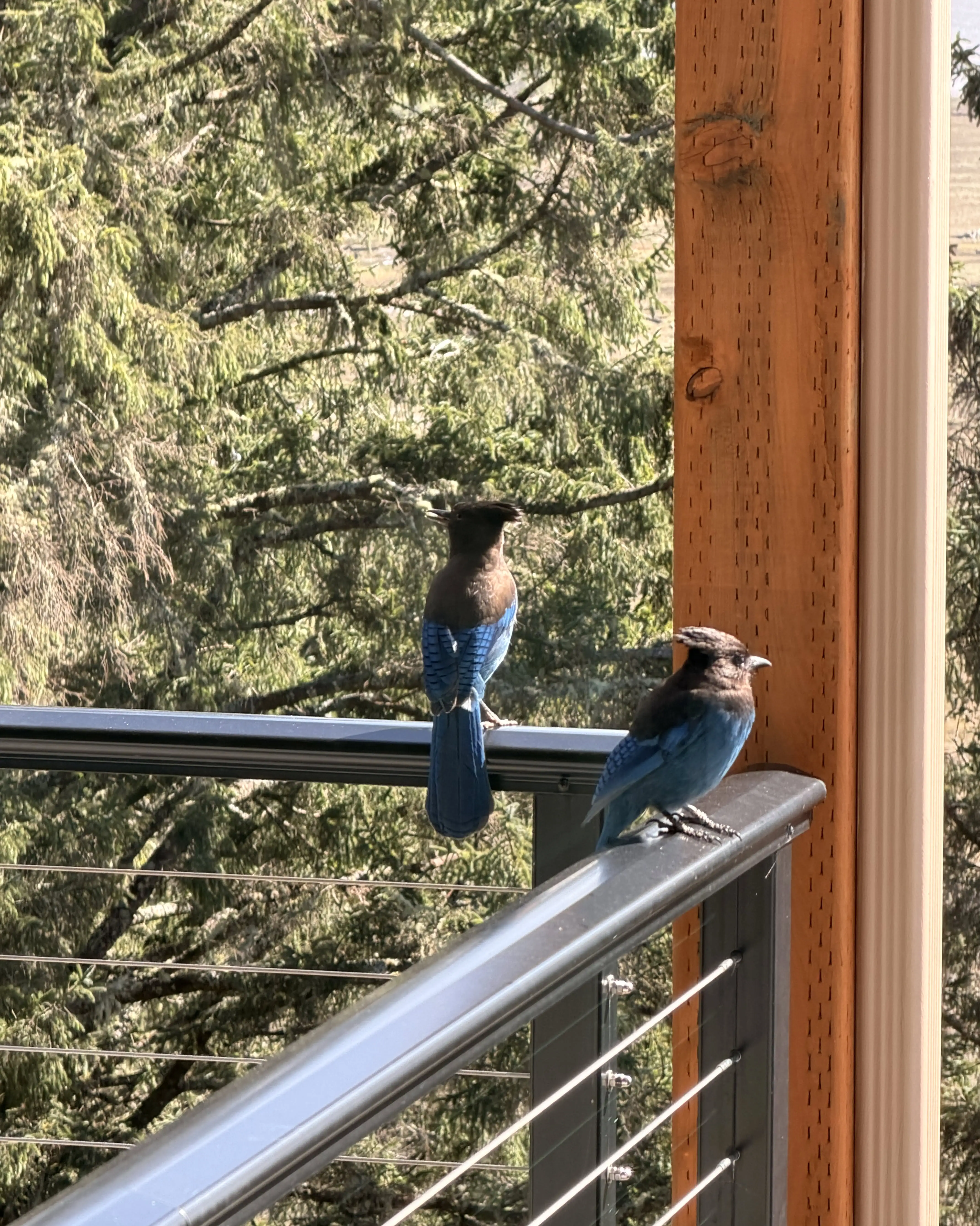 Stellar's Jay pair on the River Ridge desk railing